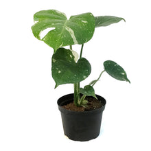Load image into Gallery viewer, Monstera, 6in, Deliciosa Thai Constellation
