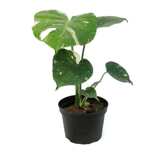 Monstera, 6in, Deliciosa Thai Constellation