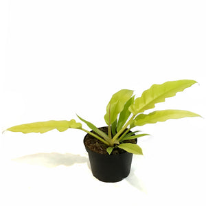 Philodendron, 6in, Golden Crocodile