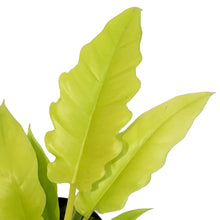 Load image into Gallery viewer, Philodendron, 6in, Golden Crocodile
