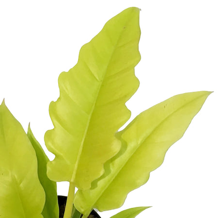 Philodendron, 6in, Golden Crocodile