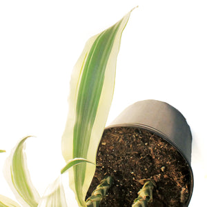 Dracaena, 10in, White Aspen