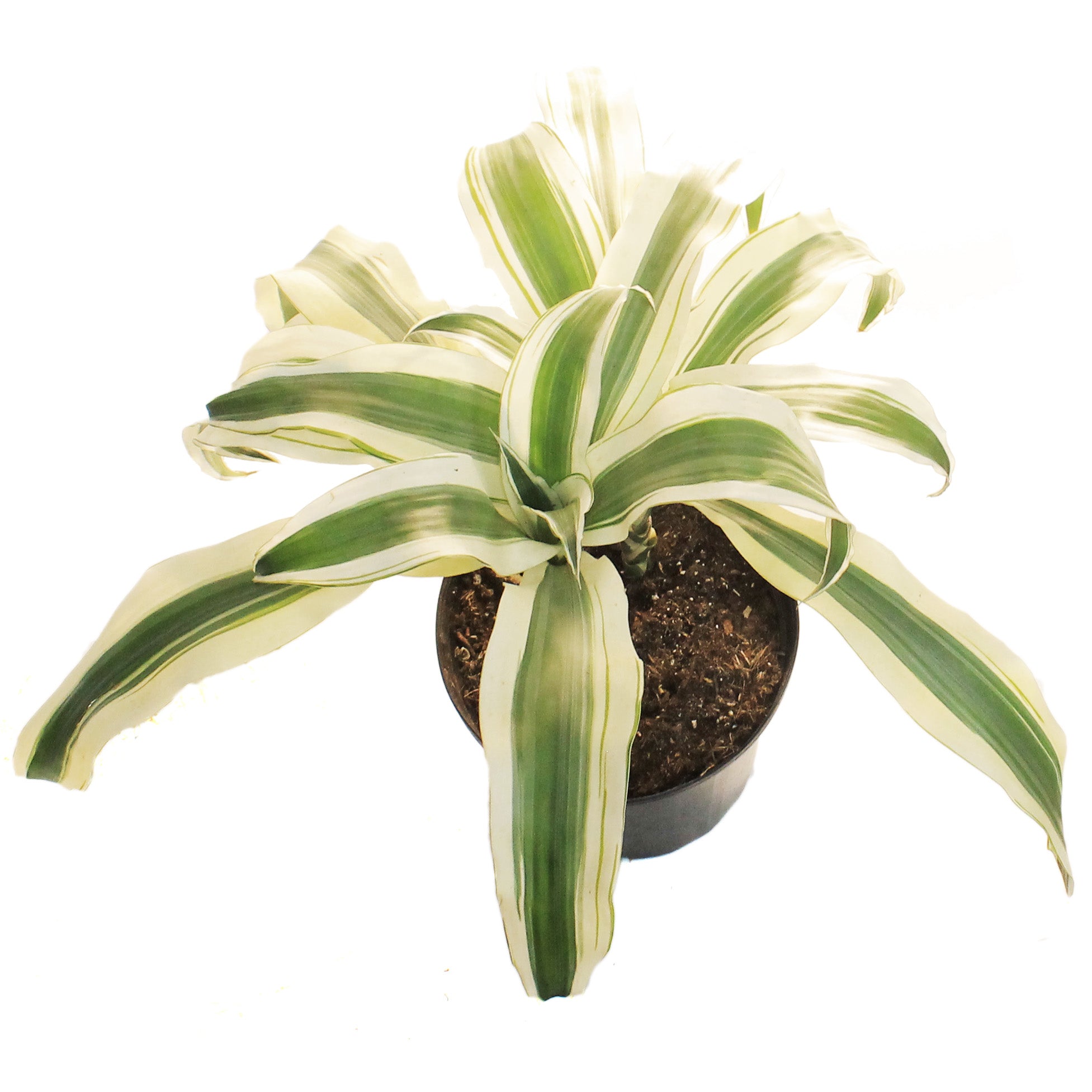 dracaena white aspen Dracaena, 10in, White Aspen