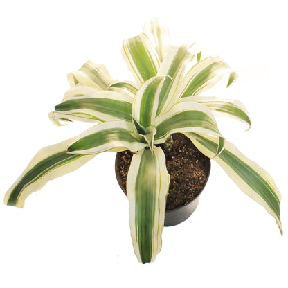 Dracaena, 10in, White Aspen