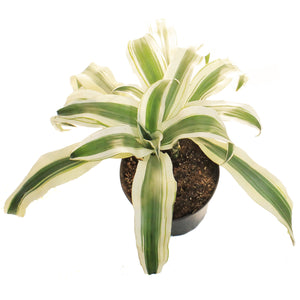Dracaena, 10in, White Aspen