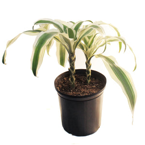 Dracaena, 10in, White Aspen