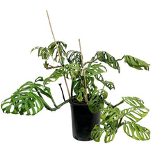 Load image into Gallery viewer, Monstera, 10in, Epipremnum Esqueleto

