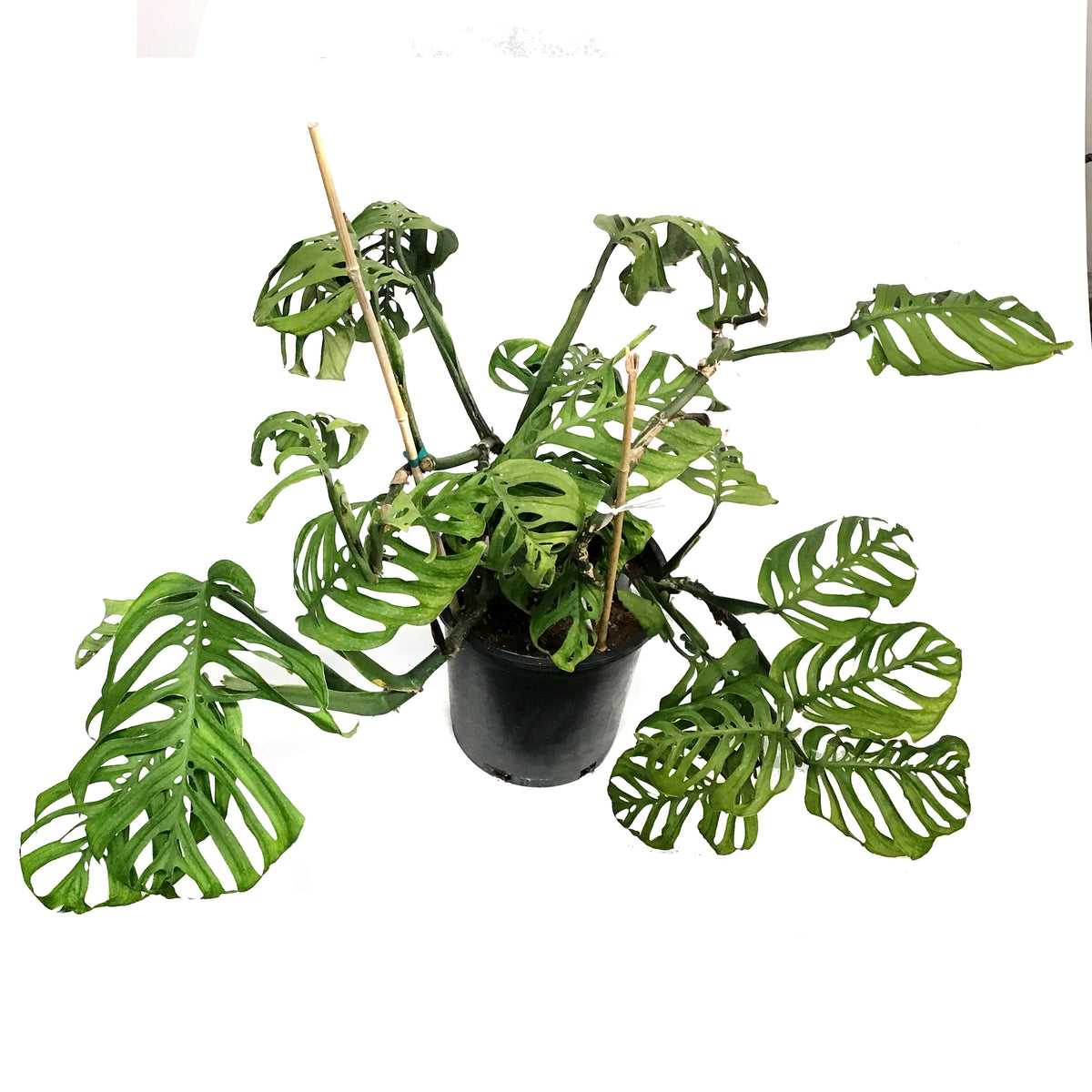 Monstera, 10in, Epipremnum Esqueleto