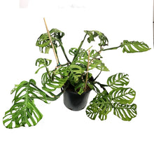 Load image into Gallery viewer, Monstera, 10in, Epipremnum Esqueleto
