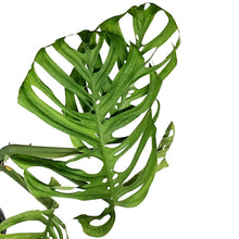 Load image into Gallery viewer, Monstera, 10in, Epipremnum Esqueleto
