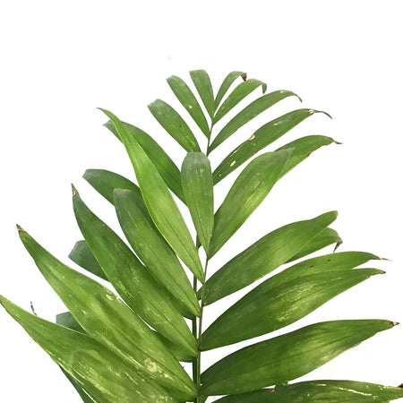 Palm, 10in, Neanthe Bella