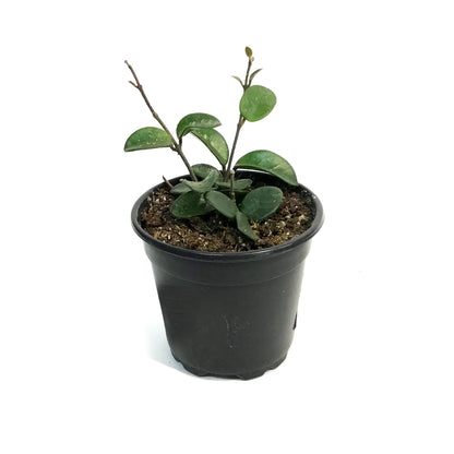 Hoya, 4in, Mathilde