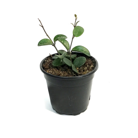 Hoya, 4in, Mathilde