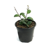 Load image into Gallery viewer, Hoya, 4in, Mathilde

