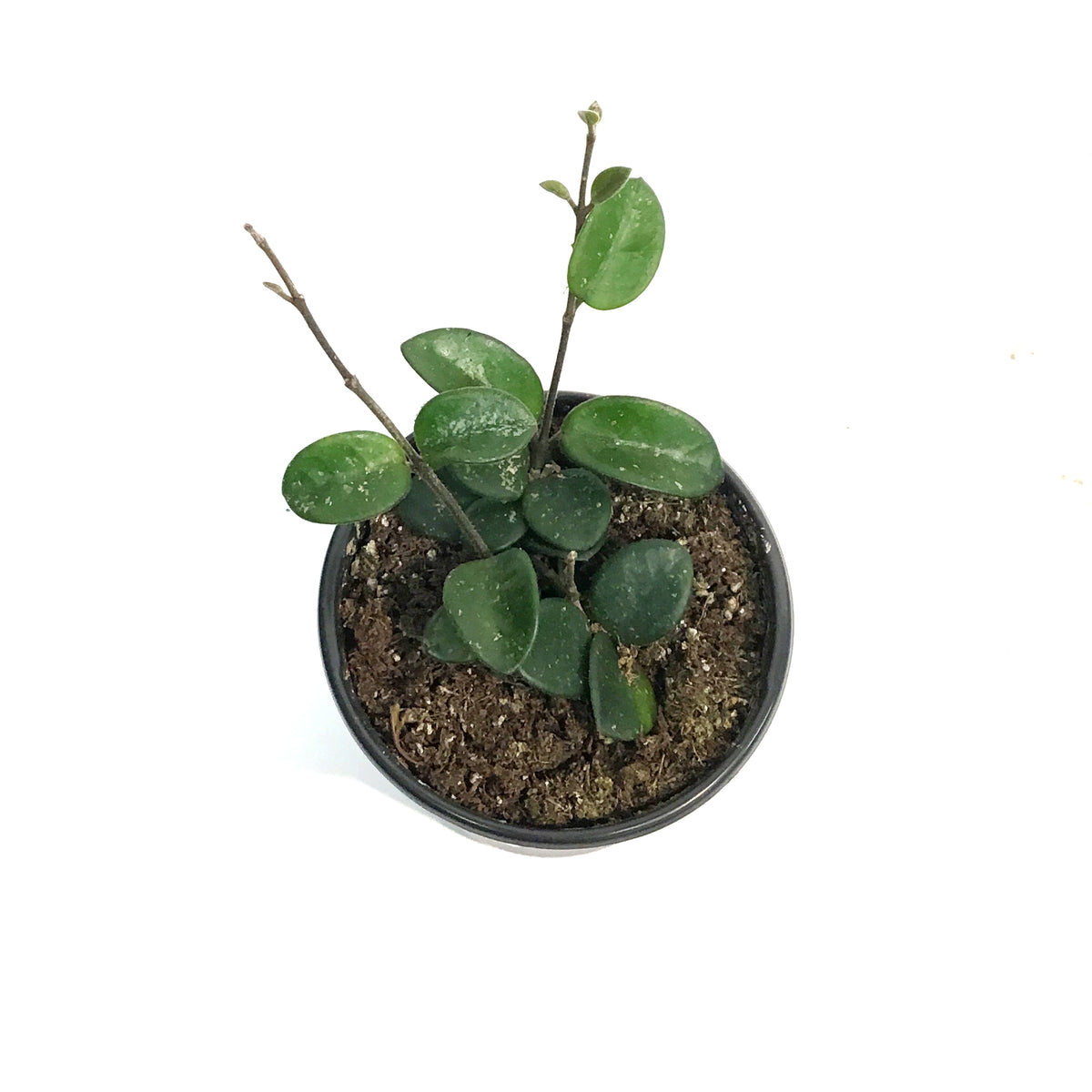 Hoya, 4in, Mathilde
