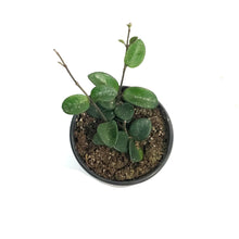 Load image into Gallery viewer, Hoya, 4in, Mathilde
