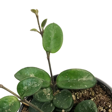 Hoya, 4in, Mathilde