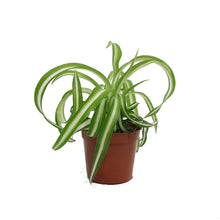 Load image into Gallery viewer, Spider Plant, 2.5in, Green Edge
