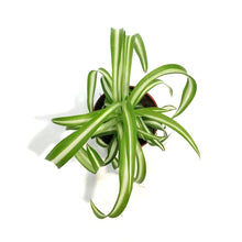 Load image into Gallery viewer, Spider Plant, 2.5in, Green Edge
