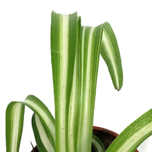 Load image into Gallery viewer, Spider Plant, 2.5in, Green Edge
