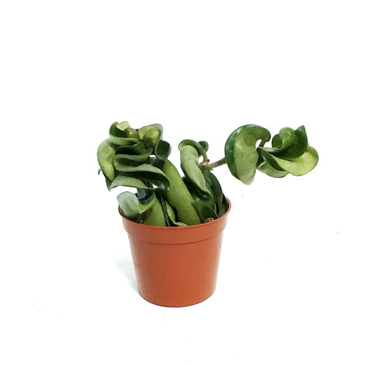 Hoya, 2.5in, Compacta, Rope