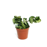 Hoya, 2.5in, Compacta, Rope