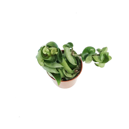 Hoya, 2.5in, Compacta, Rope