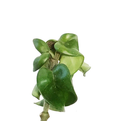 Hoya, 2.5in, Compacta, Rope