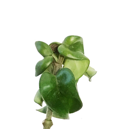 Hoya, 2.5in, Compacta, Rope
