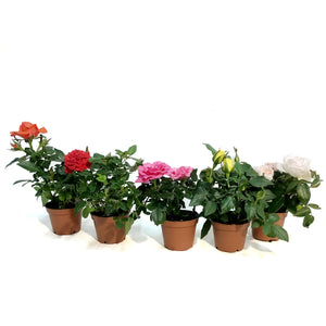 Mini Rose, 2.5in, Assorted Colours