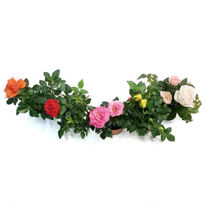 Mini Rose, 2.5in, Assorted Colours