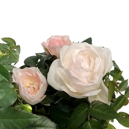 Mini Rose, 2.5in, Assorted Colours