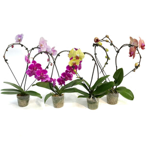 Orchid, 5in, Casa Luna