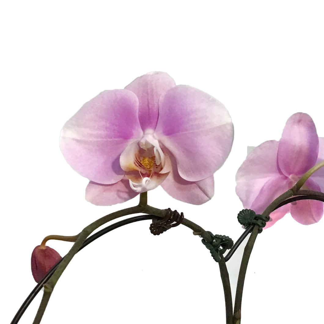 Orchid, 5in, Casa Luna