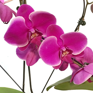 Orchid, 5in, Casa Luna