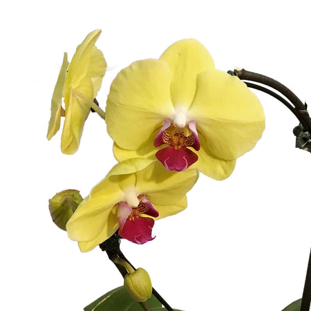 Orchid, 5in, Casa Luna