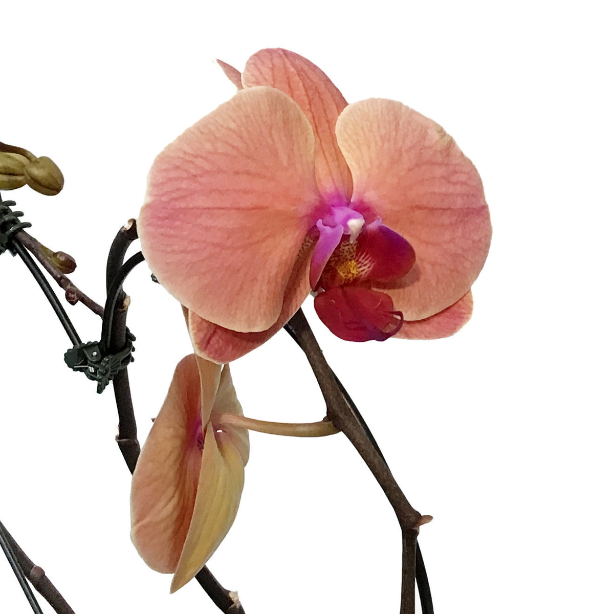 Orchid, 5in, Casa Luna