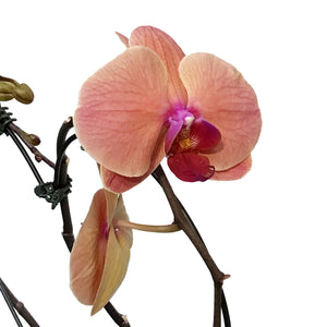 Orchid, 5in, Casa Luna