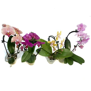 Orchid, 3.5in,Waterfall