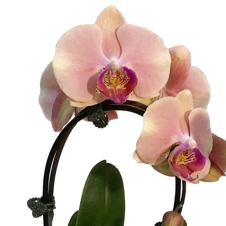 Orchid, 3.5in,Waterfall