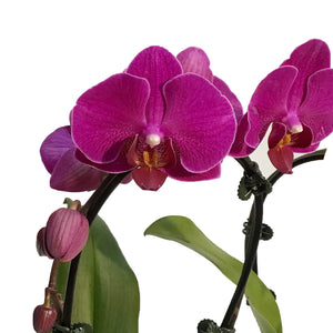 Orchid, 3.5in,Waterfall