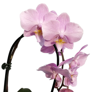 Orchid, 3.5in,Waterfall