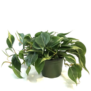 Philodendron, 6in, Rio