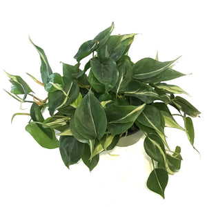 Philodendron, 6in, Rio