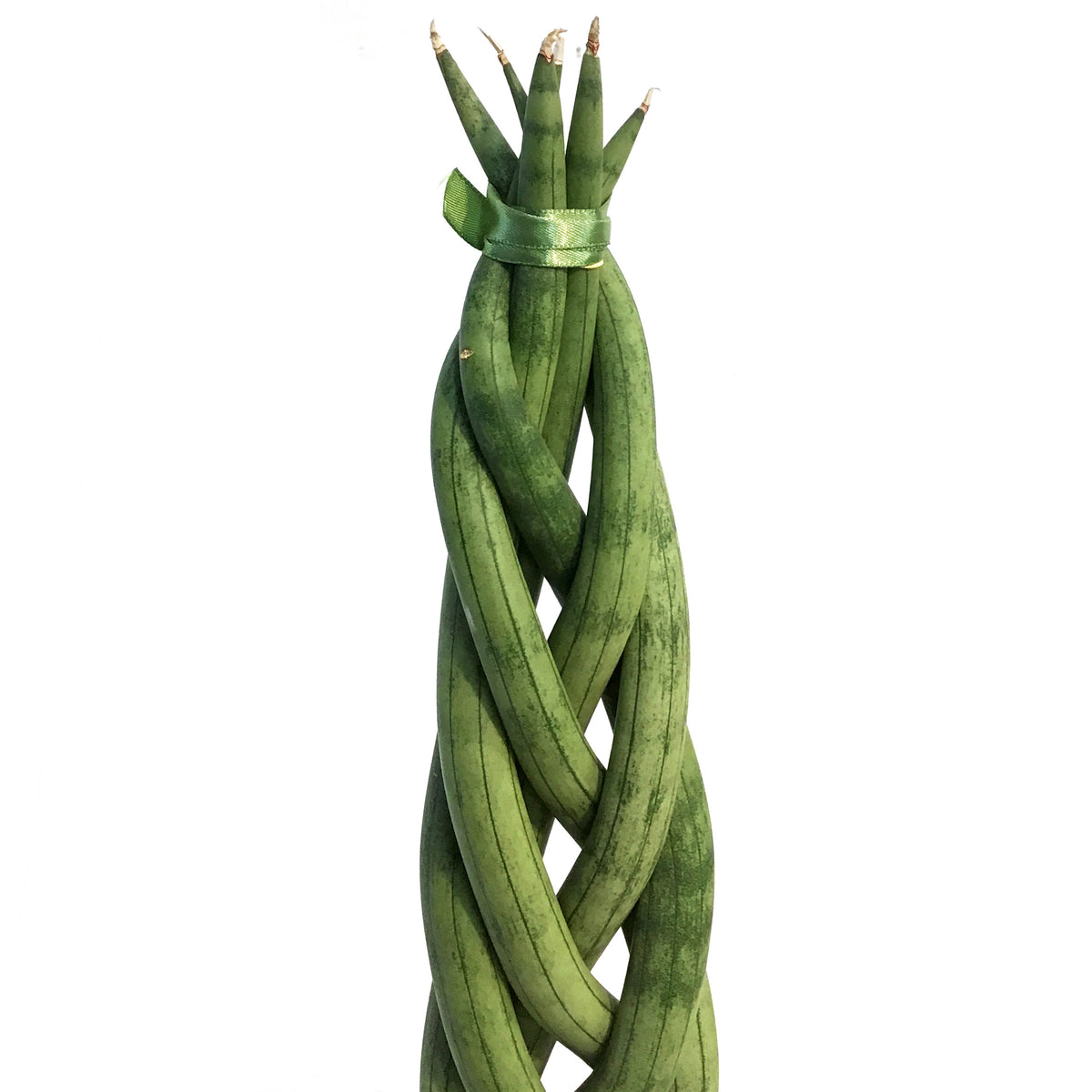 Sansevieria, 8in, Braid