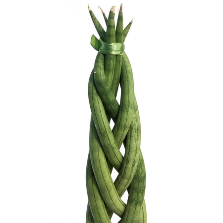 Sansevieria, 8in, Braid