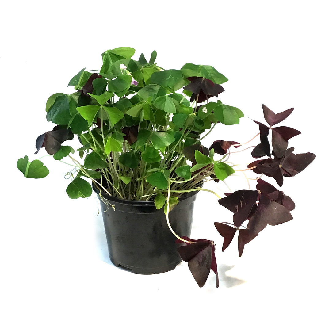 Oxalis 6in, Tricolor