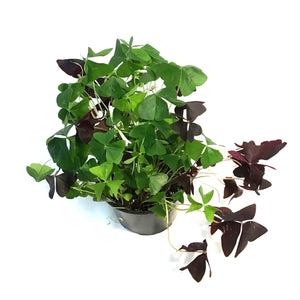 Oxalis 6in, Tricolor