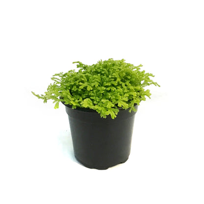 Club Moss, 4in