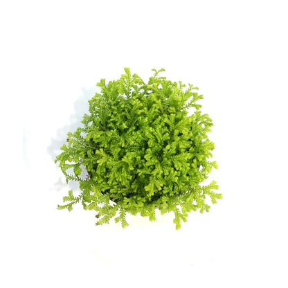 Club Moss, 4in